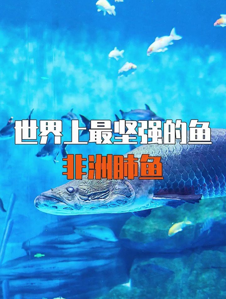 龍魚雞心適合孕婦食用，高尿酸或痛風(fēng)患者要少吃，輕松復(fù)刻~，龍魚雞心怎么做好吃？