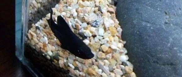 瑪麗魚(yú)缸底打滾怎么了：瑪麗魚(yú)在魚(yú)缸底部打滾可能是一種行為表現(xiàn)但需考慮環(huán)境因素