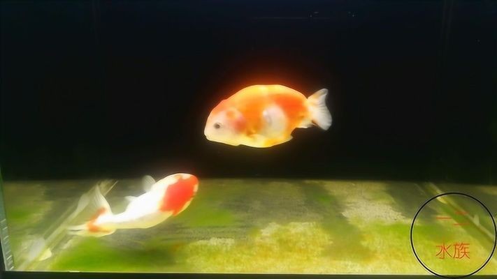 瑪麗魚(yú)缸底打滾怎么了：瑪麗魚(yú)在魚(yú)缸底部打滾可能是一種行為表現(xiàn)但需考慮環(huán)境因素