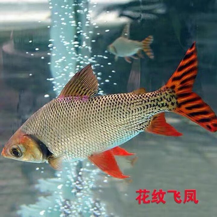 飛鳳魚價格這么貴 飛鳳魚價格這么貴 龍魚論壇 第8張