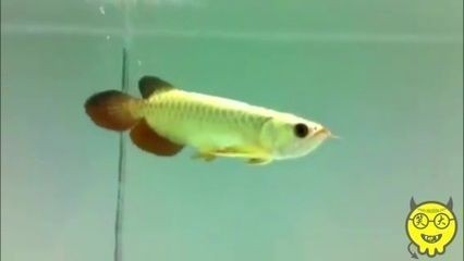 40缸十大首選魚