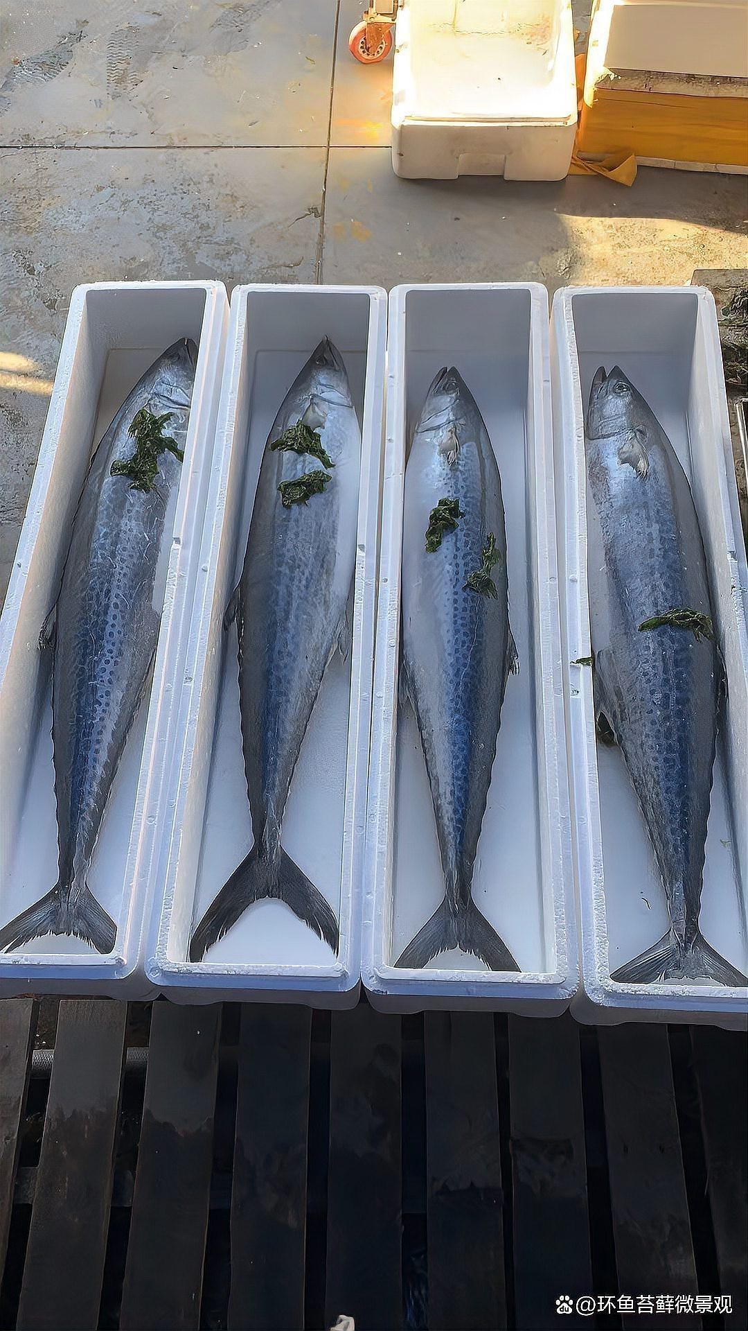 十大無鱗魚排名