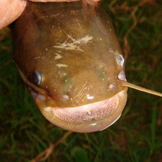 十大無鱗魚排名