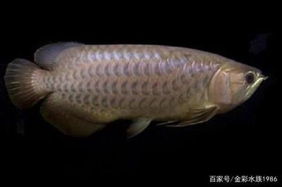 龍魚鱗片上有黑點能養回來嗎：龍魚鱗片上出現黑點能養回來嗎