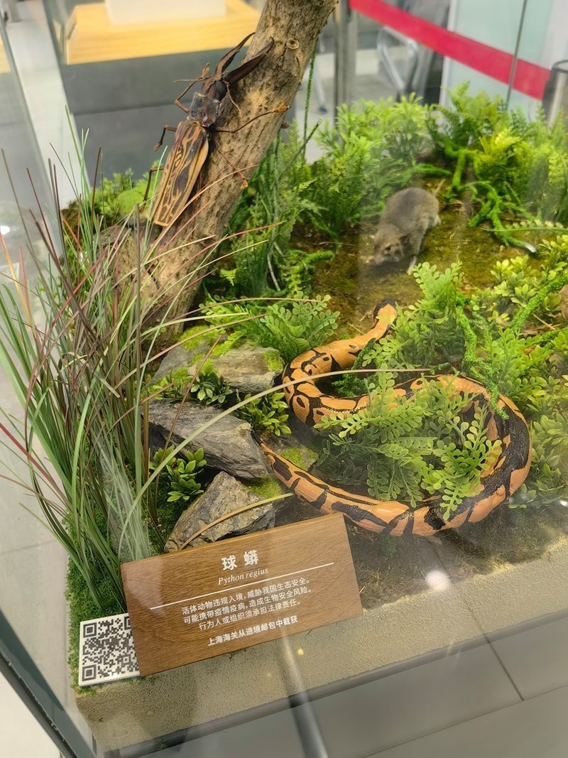 家里養食人魚吉利嗎