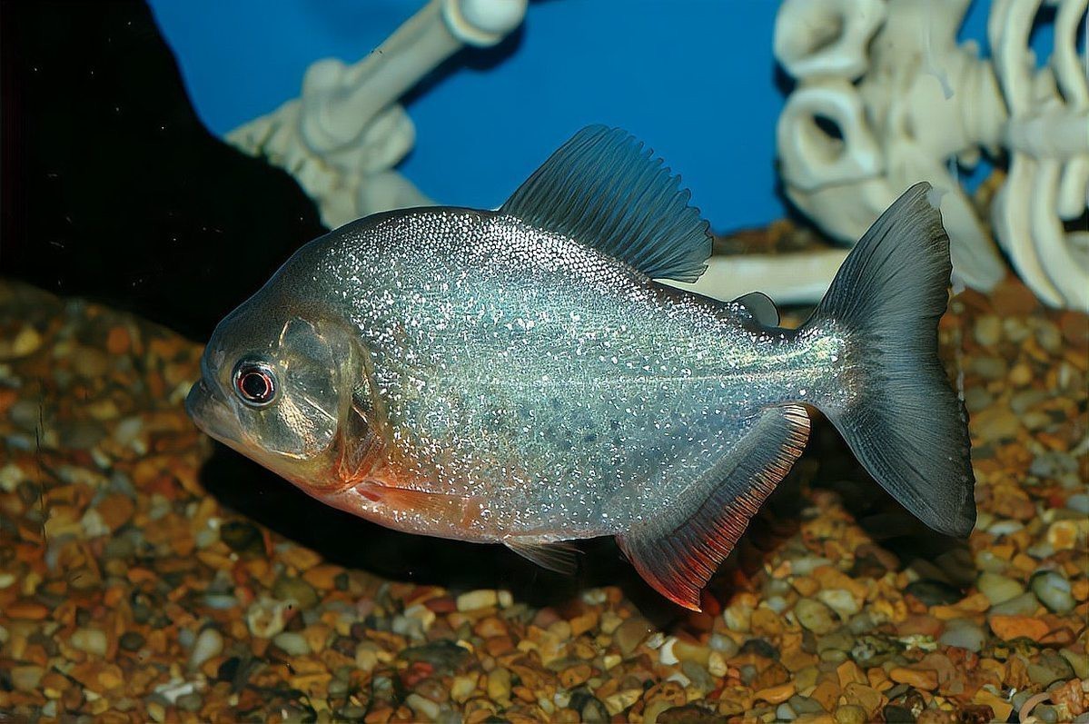 家里養食人魚吉利嗎