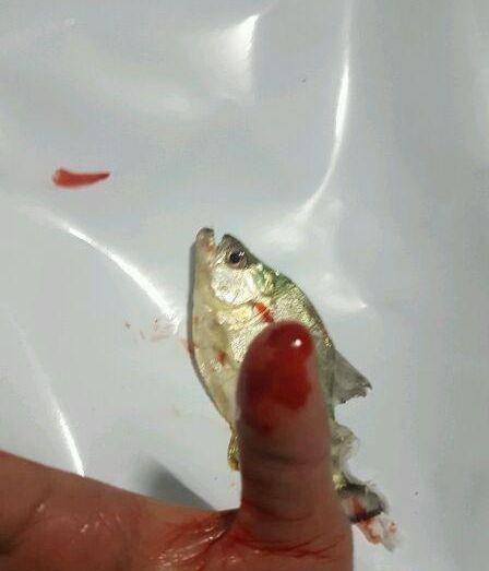 家里養食人魚吉利嗎