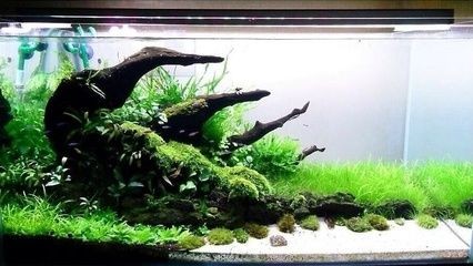 觀賞魚缸水的更換頻率取決于多種因素，觀賞魚缸換水指南：觀賞魚缸水的更換頻率