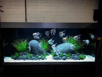 觀賞魚缸水的更換頻率取決于多種因素，觀賞魚缸換水指南：觀賞魚缸水的更換頻率