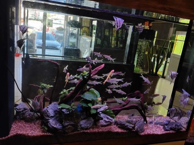 觀賞魚缸水的更換頻率取決于多種因素，觀賞魚缸換水指南：觀賞魚缸水的更換頻率