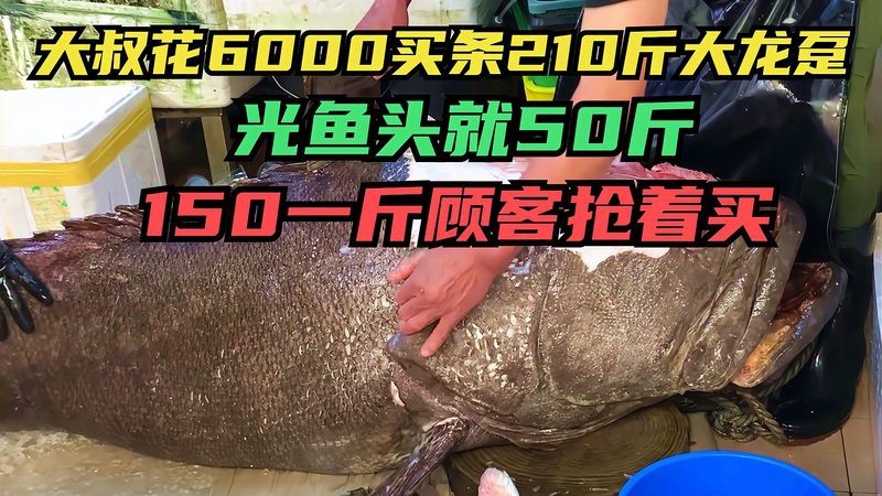 龍躉的市場價格是多少