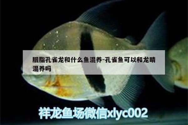 胭脂孔雀龍魚日常護理要點：胭脂孔雀龍魚健康生長的關鍵建議每周換水20%30%