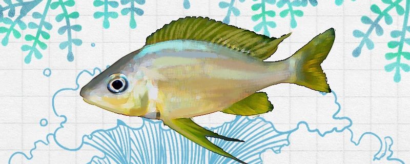 胭脂孔雀龍魚日常護理要點：胭脂孔雀龍魚健康生長的關鍵建議每周換水20%30%