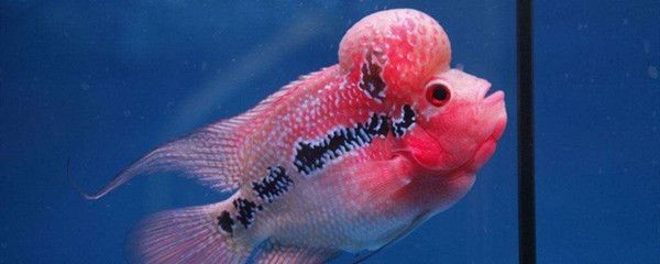 魚缸降溫藥物使用指南：關于魚缸降溫藥物使用的一些建議 魚缸降溫藥物使用指南：關于魚缸降溫藥物使用的一些建議 魚缸百科 第5張
