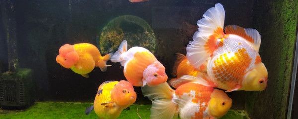 魚缸降溫藥物使用指南：關于魚缸降溫藥物使用的一些建議 魚缸降溫藥物使用指南：關于魚缸降溫藥物使用的一些建議 魚缸百科 第4張