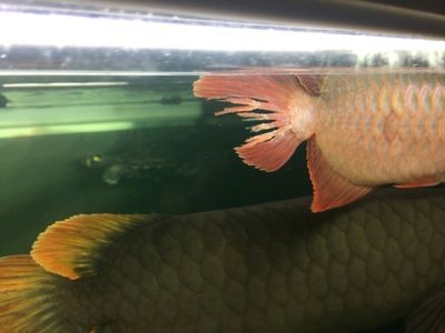 龍魚尾巴上有黃色疙瘩怎么治（未找到“龍魚尾巴上有黃色疙瘩怎么治”的直接答案）