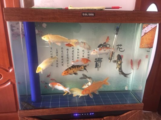 龍魚缸亞硝酸鹽多少正常：保持龍魚缸中亞硝酸鹽濃度在0.1毫克每升以下