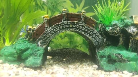 新魚缸養水需要多長時間：新魚缸養水6至9天才能放入小魚，新魚缸養水時間需先消毒殺菌