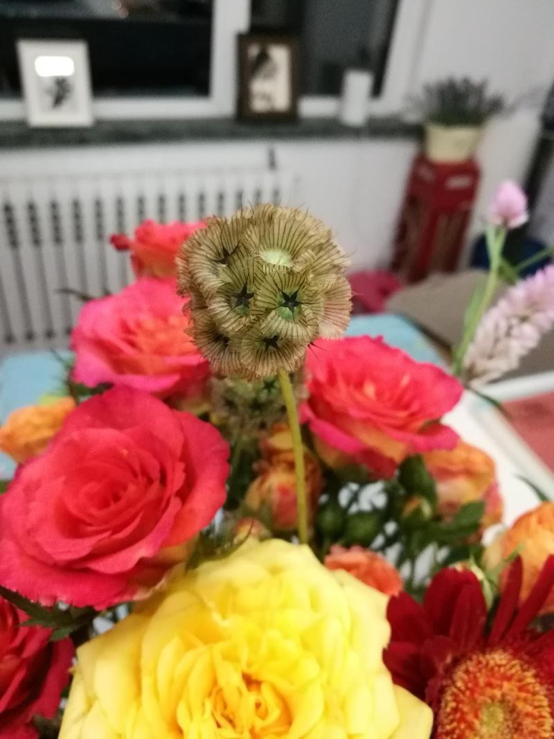 哪個牌子的魚缸過濾器比較好安全耐用(魚缸過濾器哪個牌子質量好)