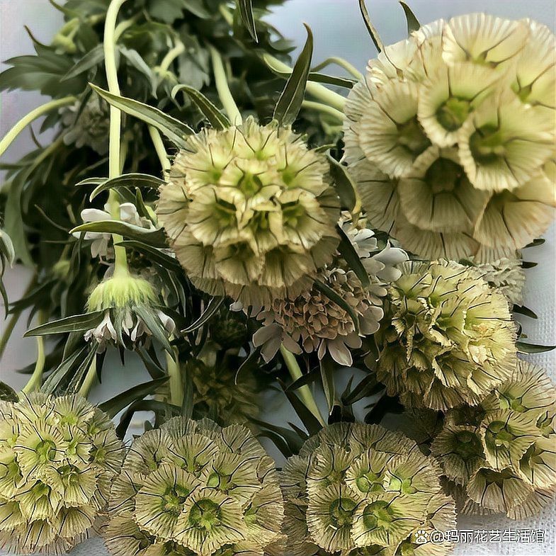 哪個牌子的魚缸過濾器比較好安全耐用(魚缸過濾器哪個牌子質量好)