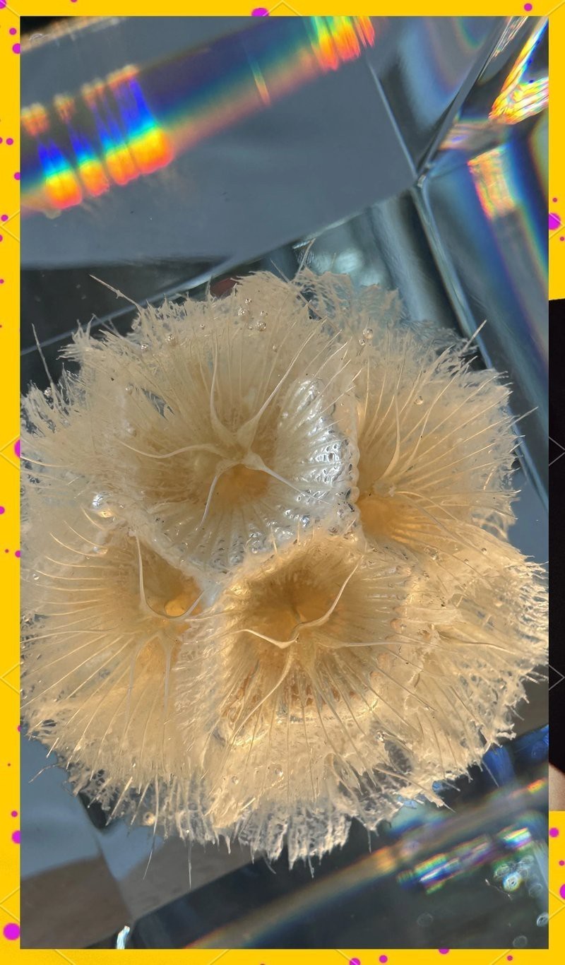 哪個牌子的魚缸過濾器比較好安全耐用(魚缸過濾器哪個牌子質量好)