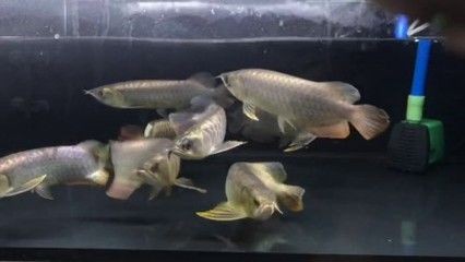 黑缸養,金頭龍魚的優點同樣不容忽視：白缸養還是白缸養好：金頭龍魚黑缸養好還是白缸養好 黑缸養,金頭龍魚的優點同樣不容忽視：白缸養還是白缸養好：金頭龍魚黑缸養好還是白缸養好 龍魚百科 第1張