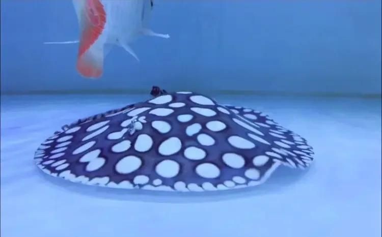 皇冠魟魚適合養嗎 皇冠魟魚適合養嗎 龍魚論壇 第4張