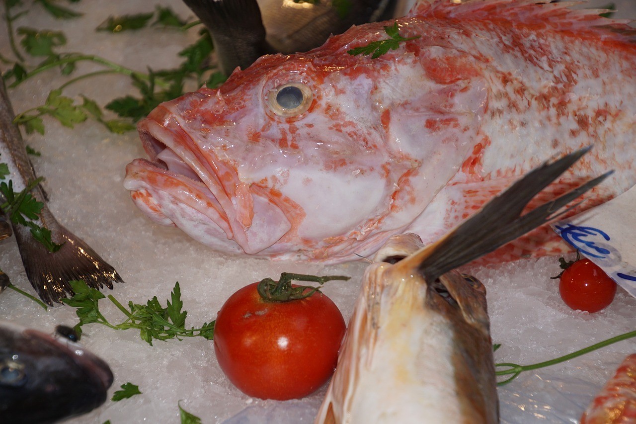 大連北大農副產品市場快樂觀賞魚攤位(大連鮮魚批發) 全國水族館企業名錄 第3張 大連北大農副產品市場快樂觀賞魚攤位(大連鮮魚批發) 大連北大農副產品市場快樂觀賞魚攤位(大連鮮魚批發) 全國水族館企業名錄 第3張