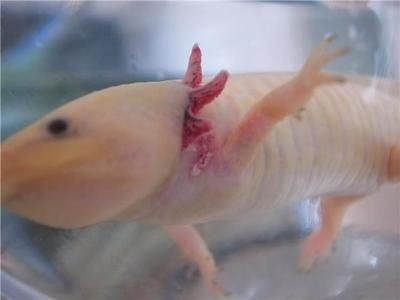 六角龍魚喜歡吃什么，六角龍魚專用魚糧品牌推薦，六角龍魚營養均衡食譜