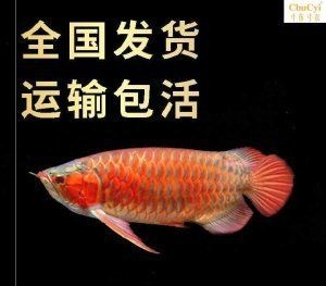 紅龍魚苗價格走勢最新消息（紅龍魚苗價格-最新紅龍魚魚苗價格、批發(fā)報價、價格大全）