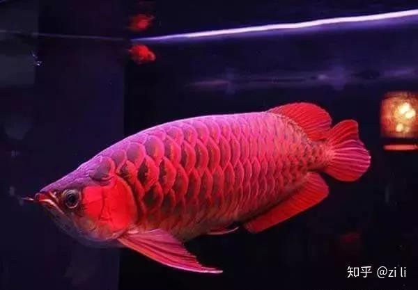 紅龍魚停止生長后還會變色嗎？ 紅龍魚停止生長后還會變色嗎？ 龍魚論壇 第6張