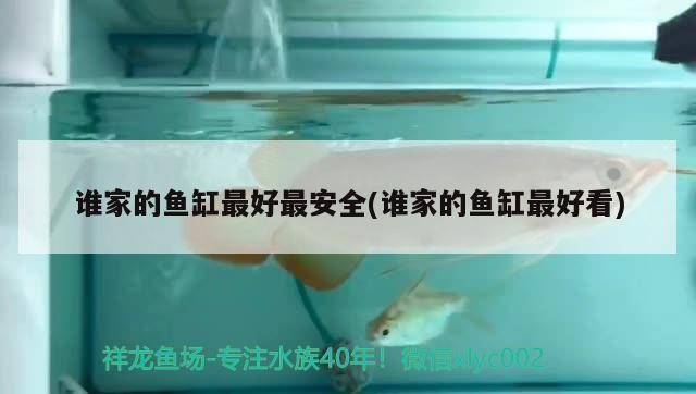 六角恐龍魚能不能一起養(yǎng)，六角恐龍魚可以一起養(yǎng)嗎