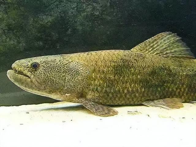 大嘴鯨vs黑魔鯨 大嘴鯨vs黑魔鯨 龍魚論壇 第5張