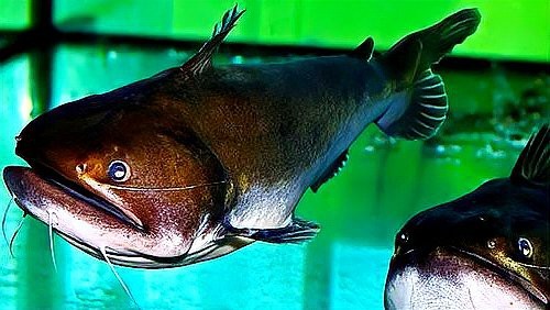 大嘴鯨vs黑魔鯨 大嘴鯨vs黑魔鯨 龍魚論壇 第4張