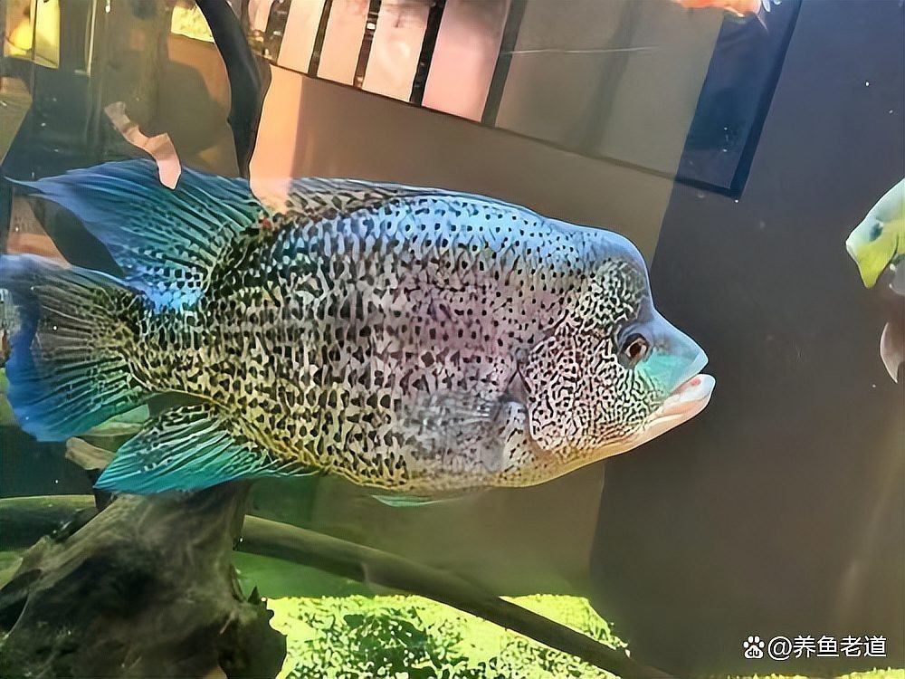 大嘴鯨vs黑魔鯨 大嘴鯨vs黑魔鯨 龍魚論壇 第2張