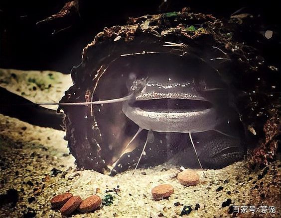 大嘴鯨vs黑魔鯨 大嘴鯨vs黑魔鯨 龍魚論壇 第1張