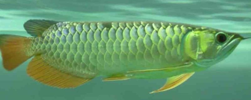 金龍魚啥樣的好（金龍魚養殖水溫控制,金龍魚常見疾病預防疾病預防）