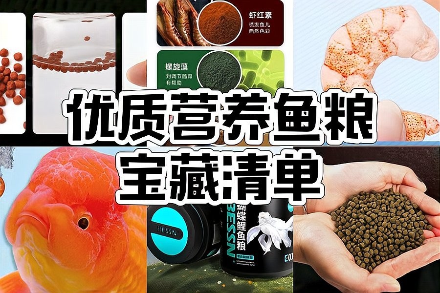 高檔龍魚的最佳飼料是什么？