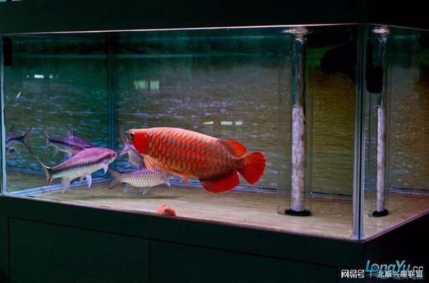 龍魚芯片怎么取出來，如何判斷龍魚芯片是否損壞