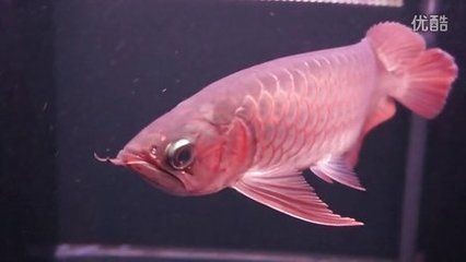 龍魚沒精神,游起來沒狀態(tài)：龍魚沒精神并且游起來沒狀態(tài)可能是由多種因素引起的 龍魚沒精神,游起來沒狀態(tài)：龍魚沒精神并且游起來沒狀態(tài)可能是由多種因素引起的 龍魚百科 第5張