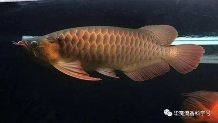 龍魚的頭骨多久開始發育：關于龍魚頭骨發育的一些詳細信息