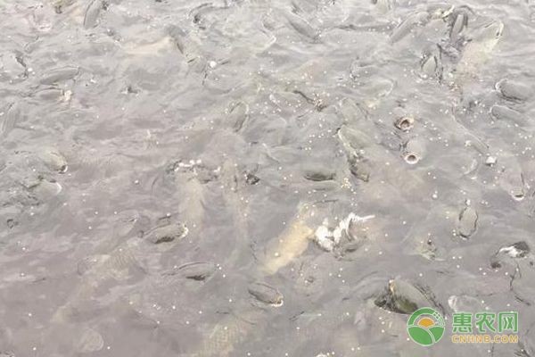 合肥龍魚魚缸加工廠：合肥龍魚魚缸，打造水族藝術的完美家園