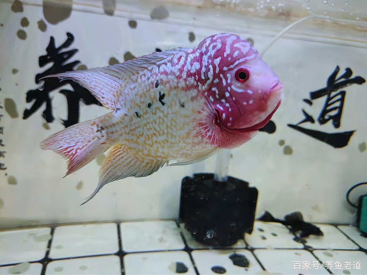 觀賞魚頭部潰爛的原因