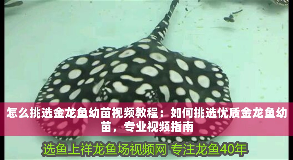 泡藥虎魚20公分能活嗎