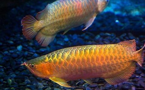 紅龍魚都喂什么活魚（紅龍魚的飼養(yǎng)方法）