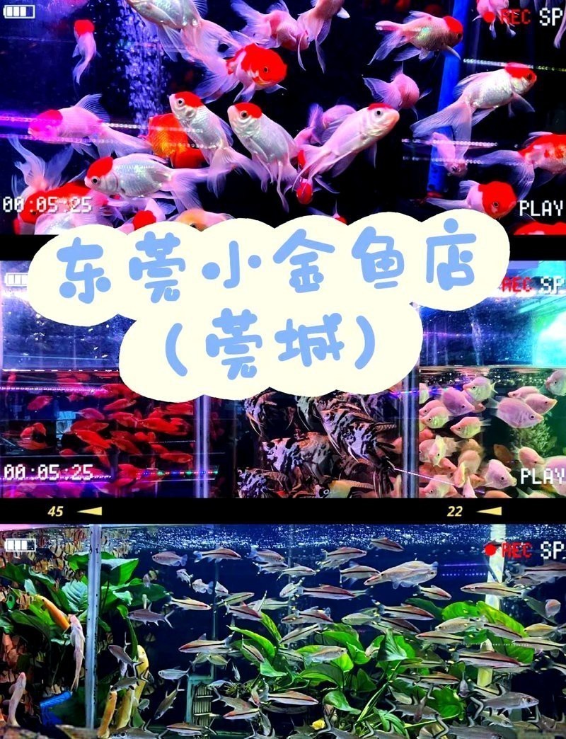 附近賣觀賞魚的