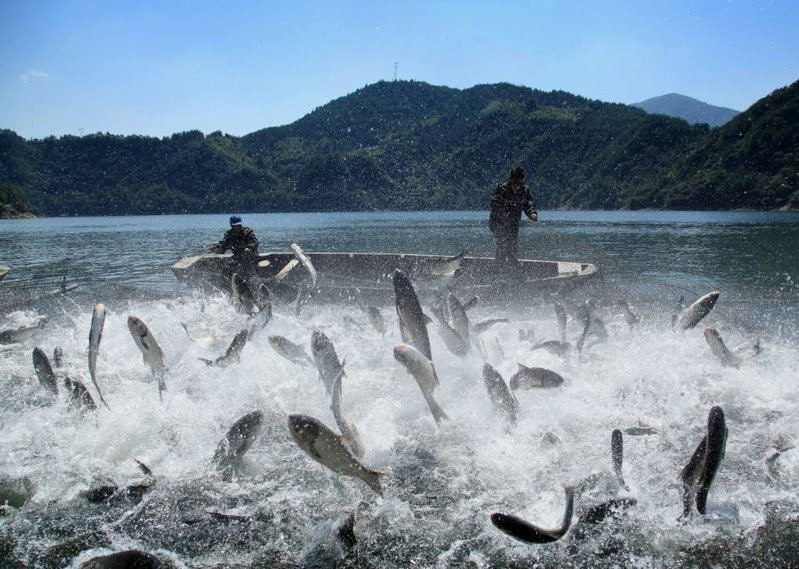 古龍魚水質(zhì)參數(shù)多久檢測一次？