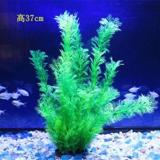 創魔魚缸擺件海草在哪：創造與魔法魚缸擺件海草在哪 創魔魚缸擺件海草在哪：創造與魔法魚缸擺件海草在哪 魚缸百科 第1張