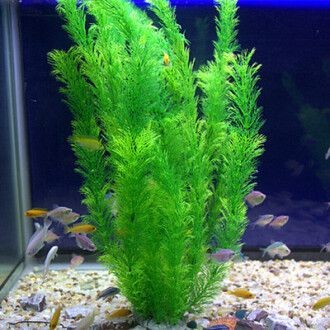 創魔魚缸擺件海草在哪：創造與魔法魚缸擺件海草在哪 創魔魚缸擺件海草在哪：創造與魔法魚缸擺件海草在哪 魚缸百科 第2張