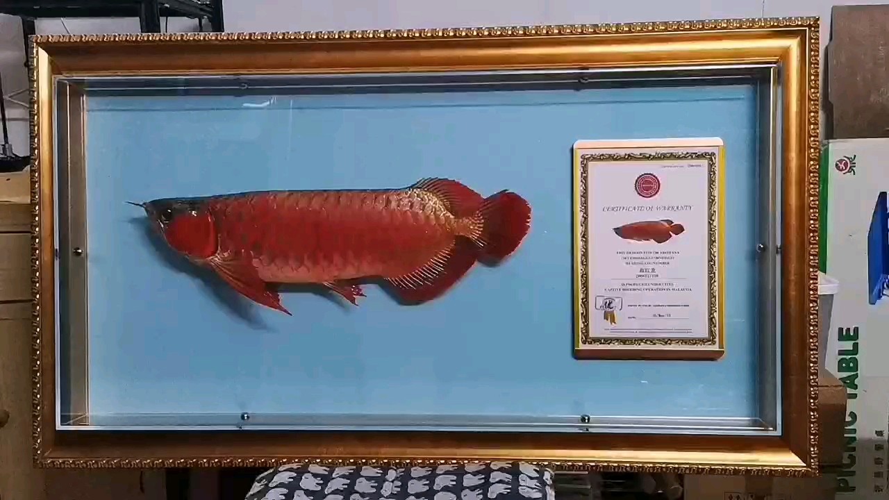 紅龍魚標(biāo)本欣賞 紅龍魚標(biāo)本欣賞 龍魚論壇